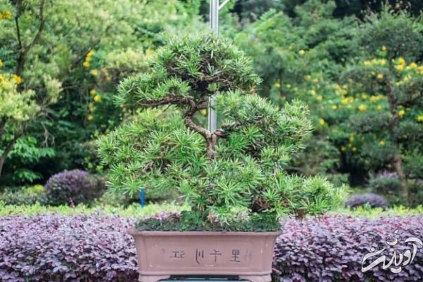 درخت بونسای روش نگهداری بن سای